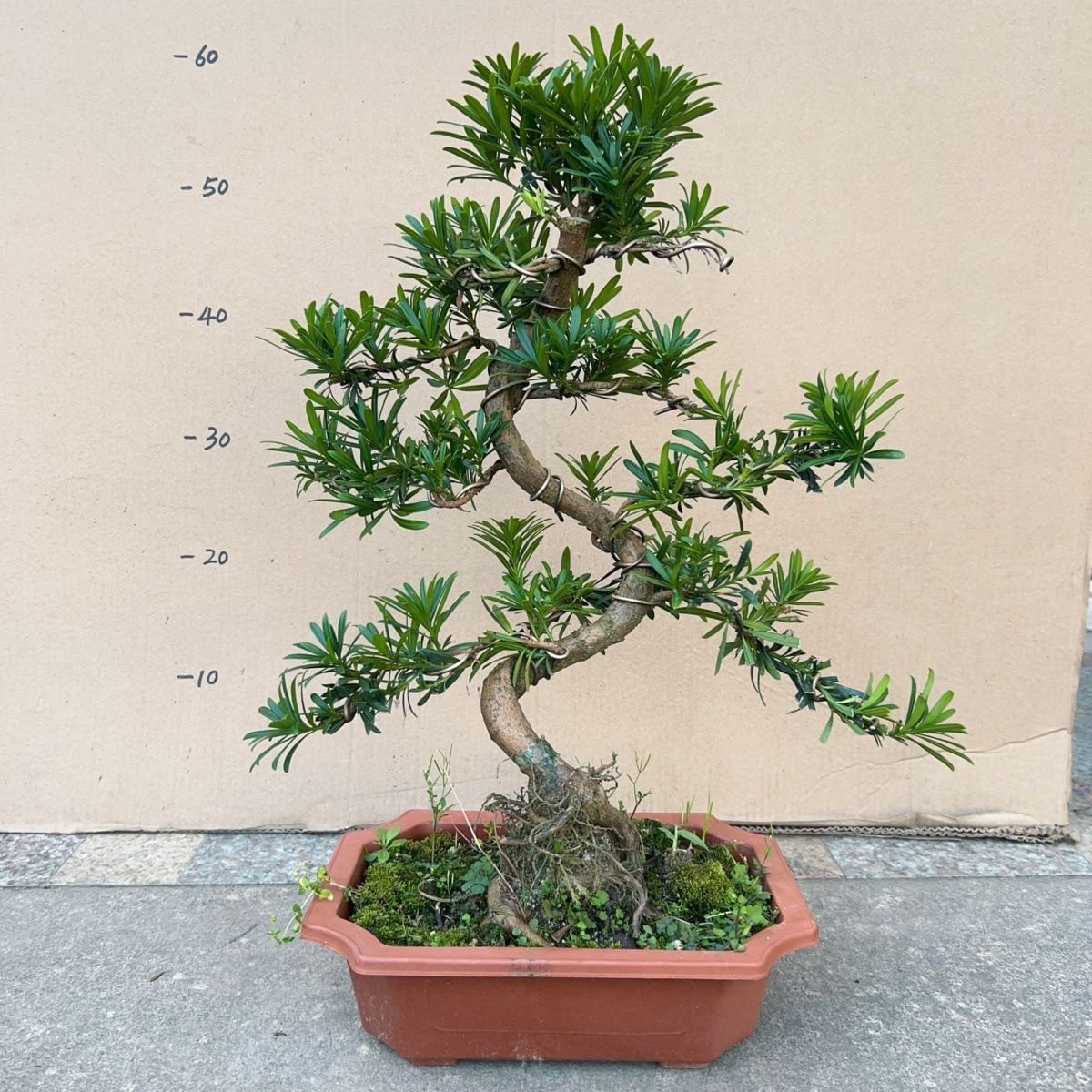 罗汉松盆景小叶雀舌老桩：室内S造型绿植，客厅阳台的颜值担当！-造型盆景-淘宝好物网