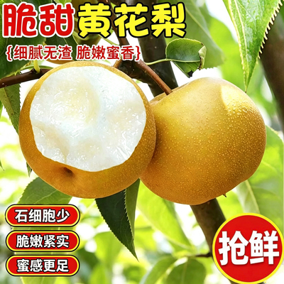 正宗黄花梨新鲜水果农家精选装皮薄肉脆爆汁脆甜爽口梨