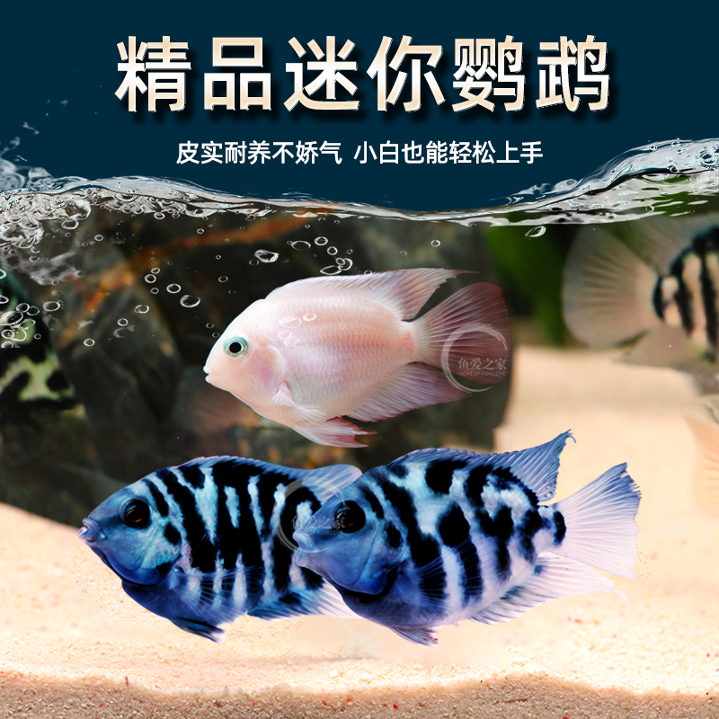 观赏鱼小型淡水迷你宝蓝白金鹦鹉鱼种鱼金波