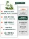 Simulated Green Plant Landscaping Indoor Landscape Combination High-End Light Luxury Window Decoration Fake Plants Floor-Standing Potted Plants Atmosphere Tree