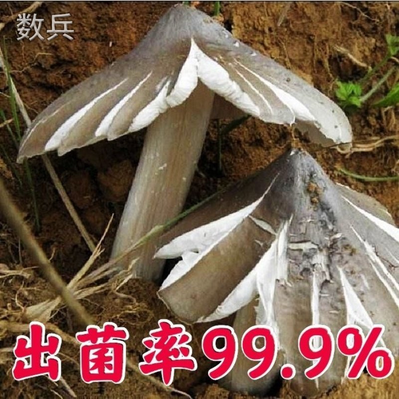 鸡枞菌原种高产攻略：解锁三塔菌、荔枝菌的人工种植秘籍！-食用菌菌种-淘宝百科网