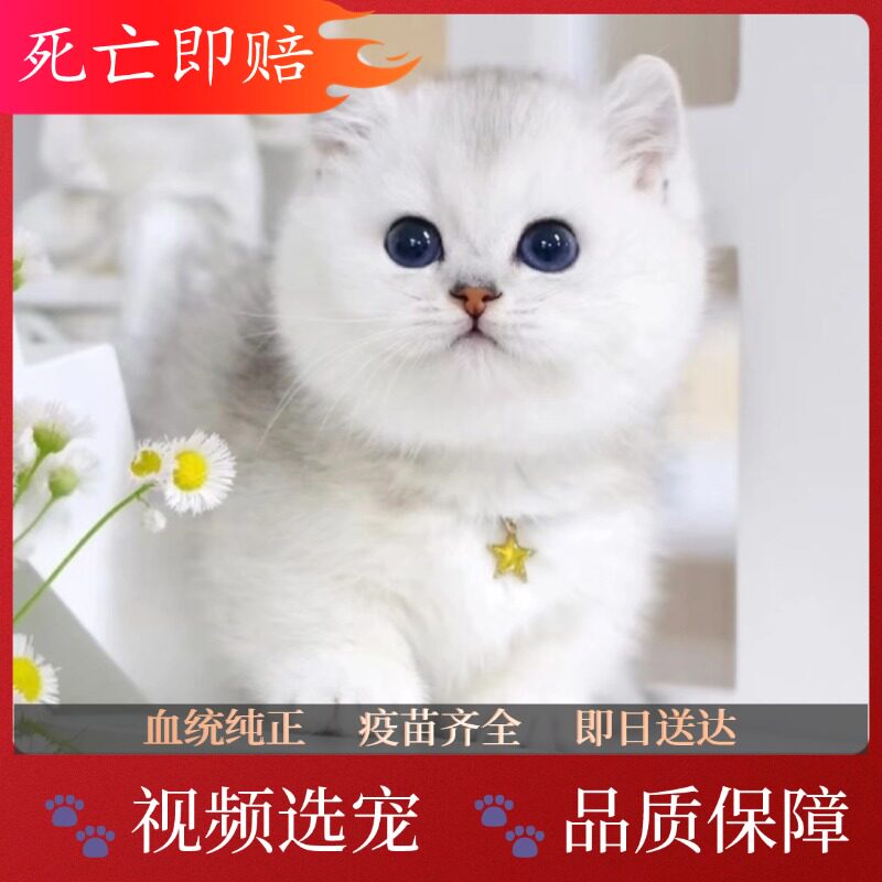 中华田园猫橘猫狸花猫三花幼崽猫黑色玄猫白猫幼崽捕鼠猫：揭秘中国本土