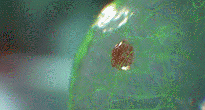 10009.gif