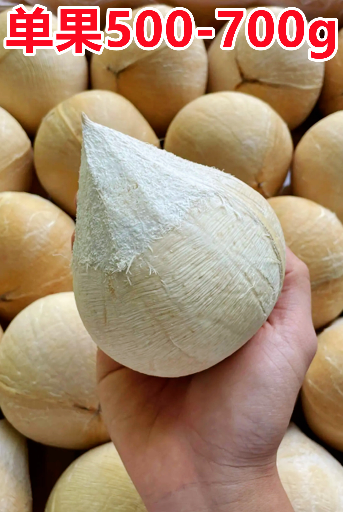 海南牛奶椰皇椰青新鲜椰子蛋孕妇水果9个装椰皇椰子新鲜椰青椰宝-阿里巴巴
