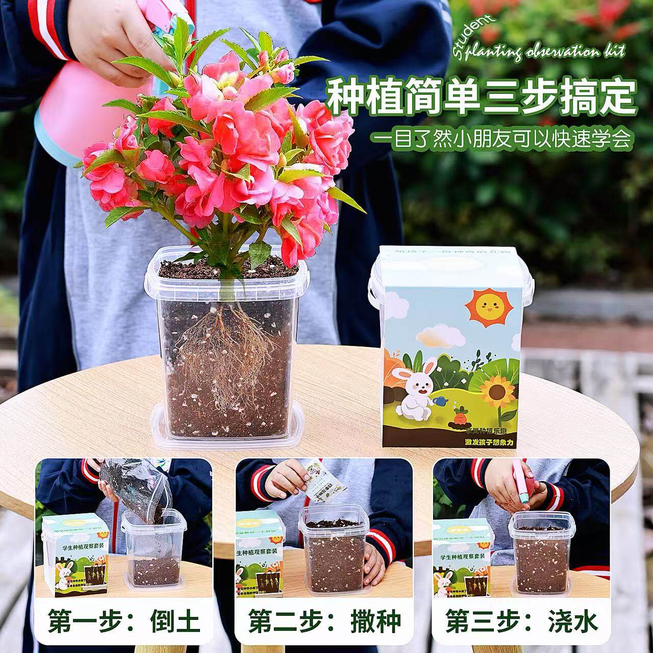 儿童种植小盆栽向日葵种籽四季凤仙花种籽套装适合小学生观察吗?-家庭园艺种子-淘宝百科网