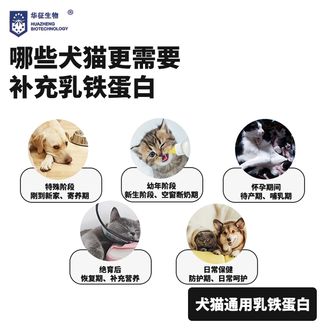 Lactoferrin Lysine Immune Resistance Pet Supplementary Nutrition for Cats and Dogs Huazheng Biotech