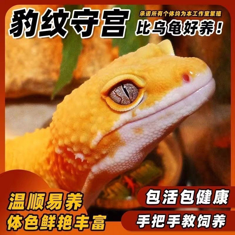 豹纹守宫:独特的小宠物,开启你的新生活🌈-守宫蜥蜴-淘宝好物网