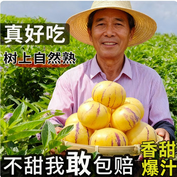 Yunnan golden ginseng fruit fresh yellow heart round fruit picked now