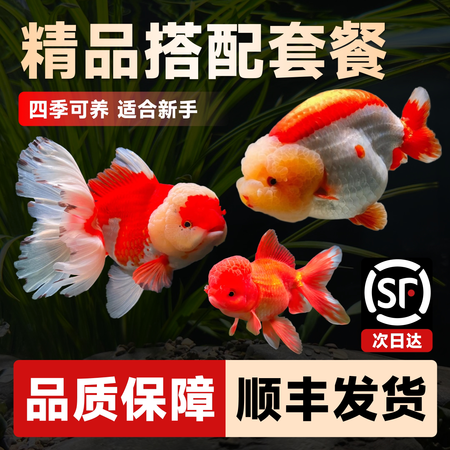 养泰狮金鱼活鱼好还是将军百褶泰狮兰寿更适合新手?-鱼-淘宝百科网