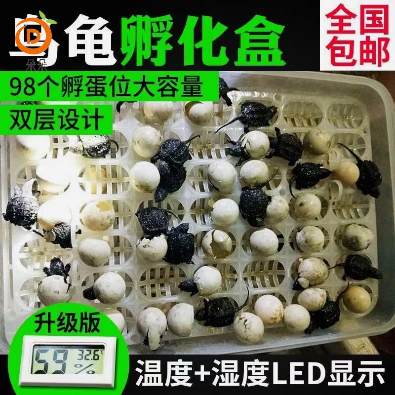 Eggs Can Be Hatched Without a Medium, Incubator, Water Turtle, Land Turtle, Reptile Pet, Natural Multi-Functional Hatching Eggs Can Be Hatched Without a Medium, Incubator, Water Turtle, Land Turtle, Reptile Pet, Natural Multi-Functional Hatching