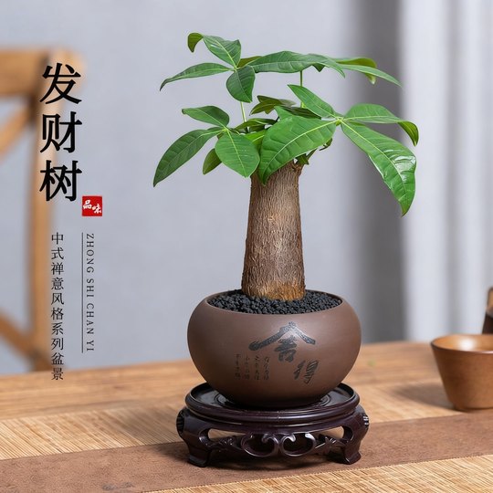 Money tree indoor easy maintenance lazy desktop antique potted flowers and green plants foliage drought-resistant