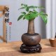 Money tree indoor easy maintenance lazy desktop antique potted flowers and green plants foliage drought-resistant