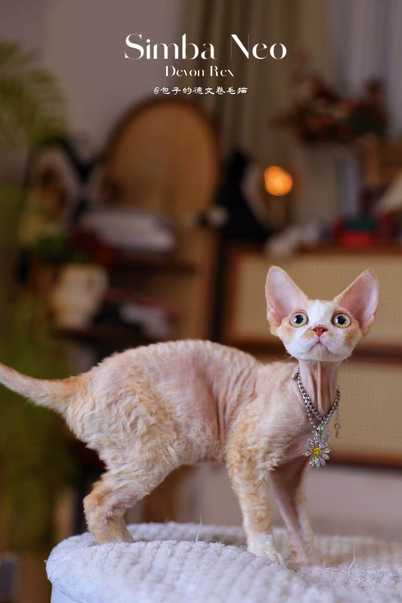 💖遇见迷迷:乳白妹妹德文卷毛猫,让家充满爱💖-猫咪-淘宝好物网
