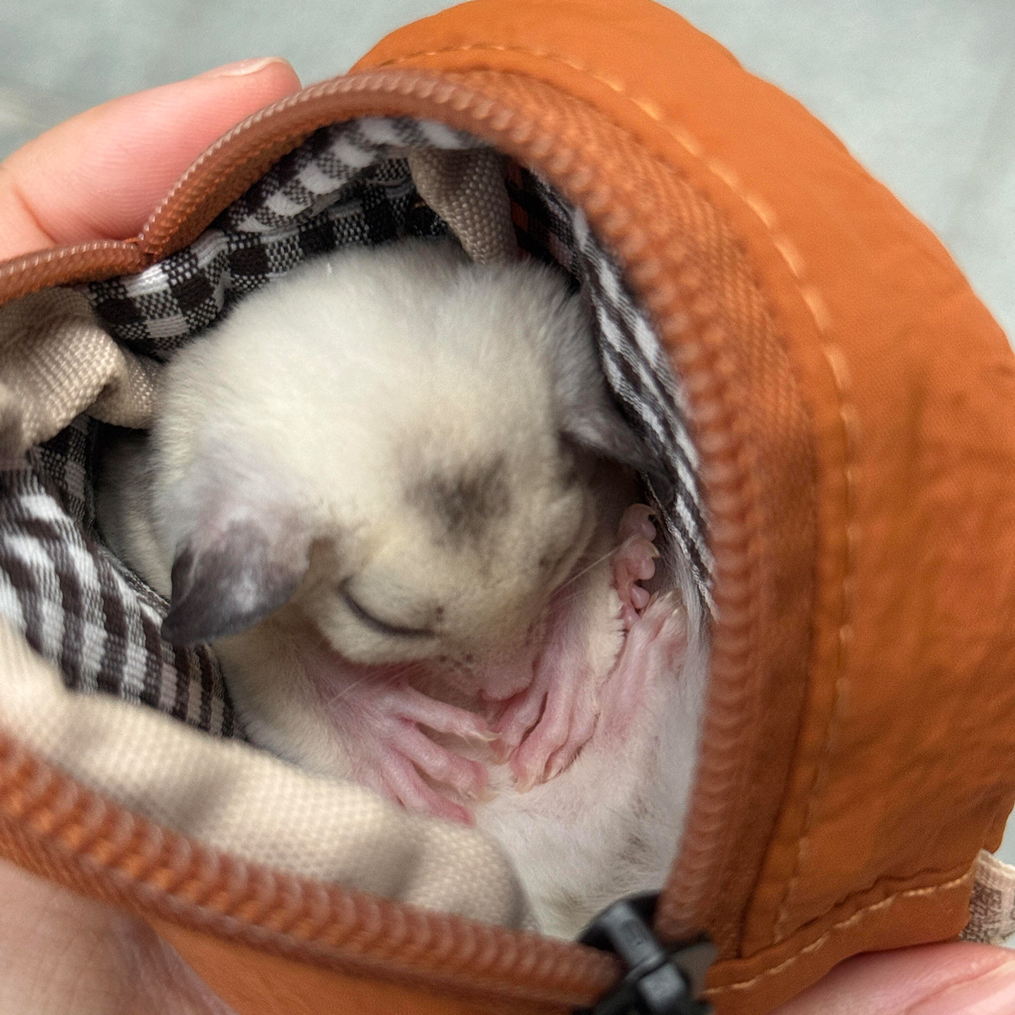 萌宠出行伴侣:小型宠物外出包的奇妙世界