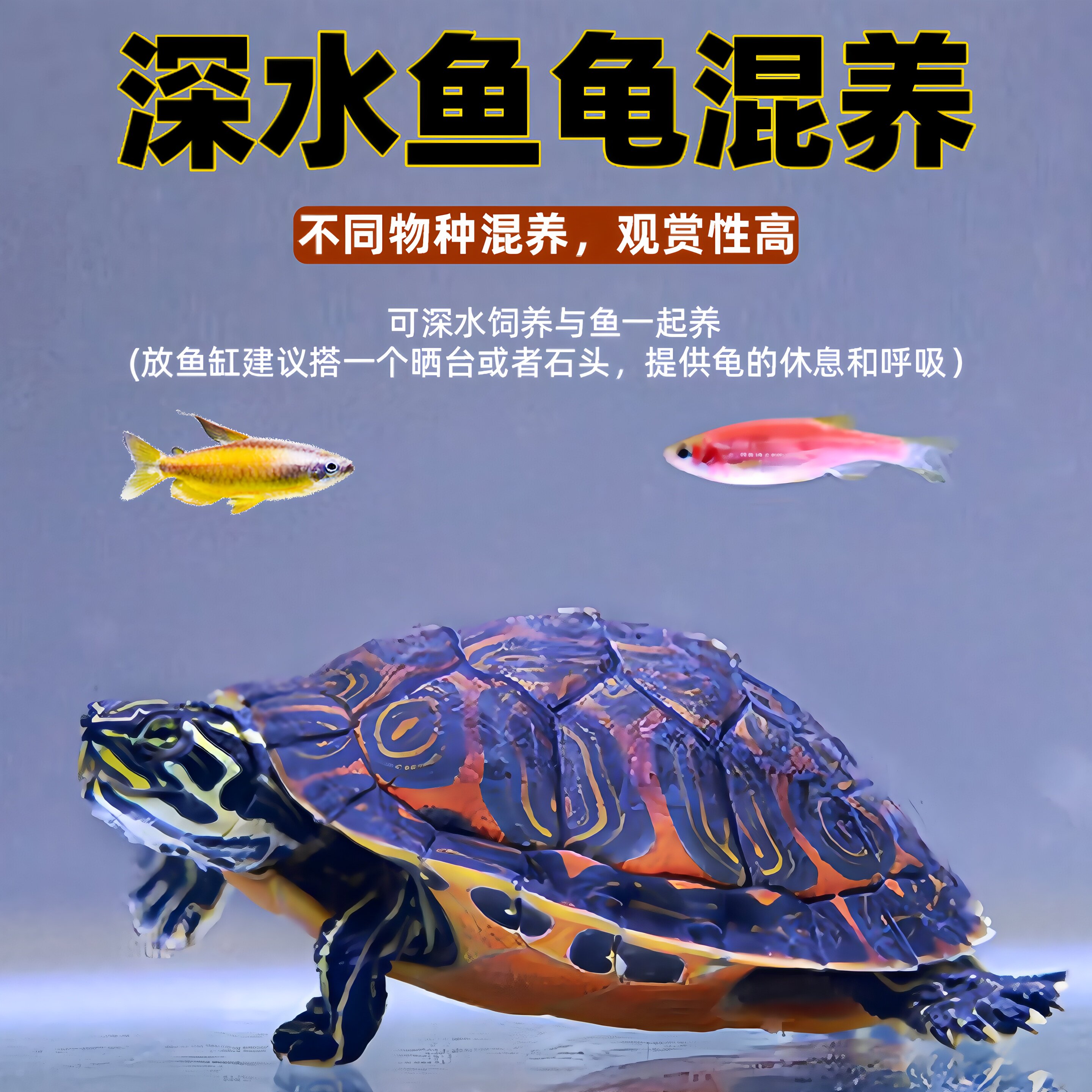 25年必买!纯种宽纹火焰龟深水缸混养指南|避坑种草全解析-龟-淘宝好物网