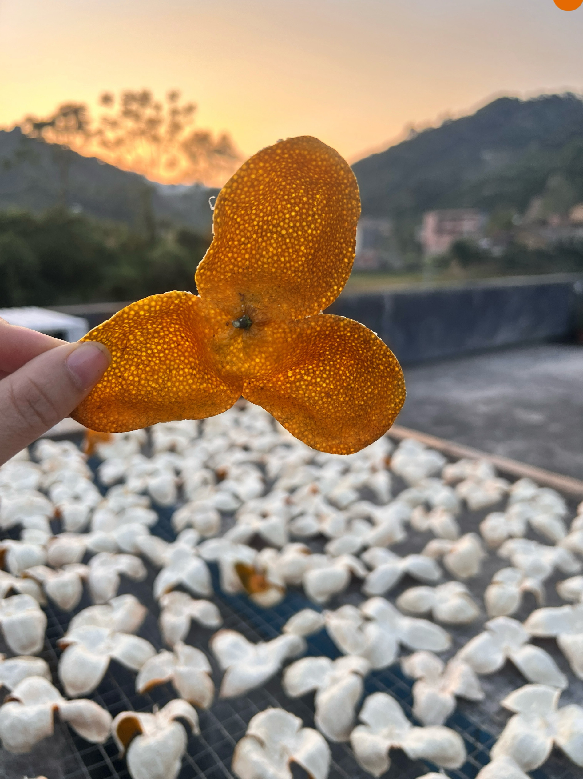 2025 Xinhui Chenpi Dried Tangerine Peel Da Hong Pi 250g Sun Dried Aged Citrus Peel for Tea and Cooking specifications