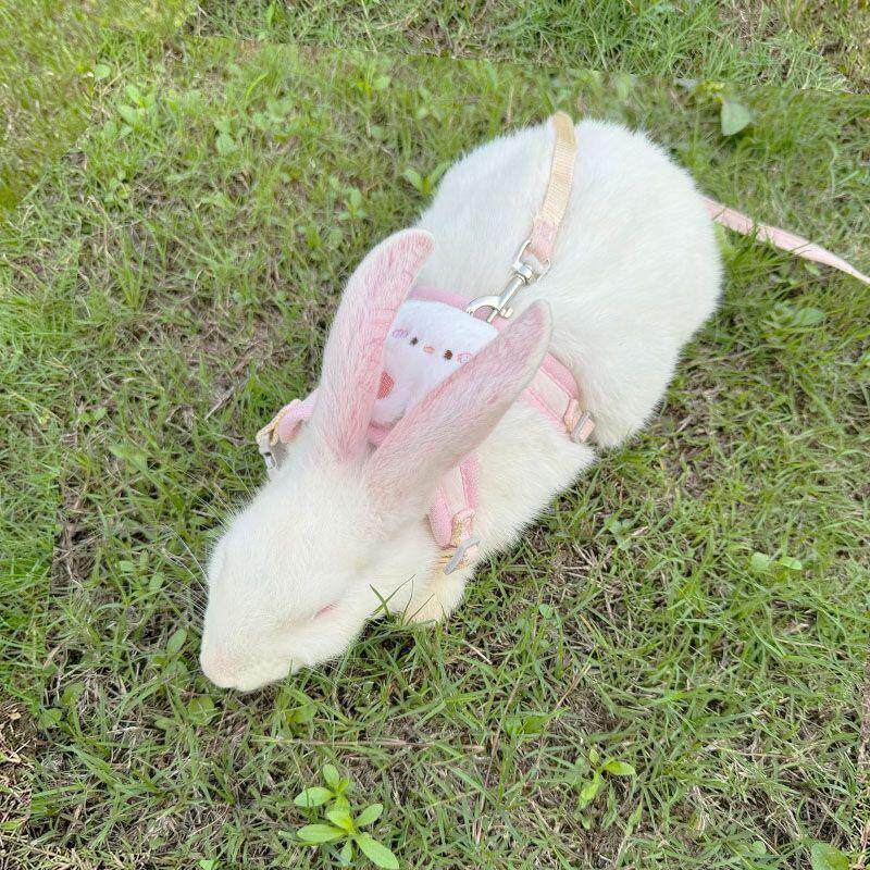 🐾 宠物必备!兔兔炼子遛兔绳,遛兔更安心 🌸-兔绳-淘宝好物网