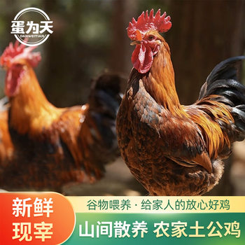 Free shipping with sf express|farmhouse grain-fed free-range fresh native chickens