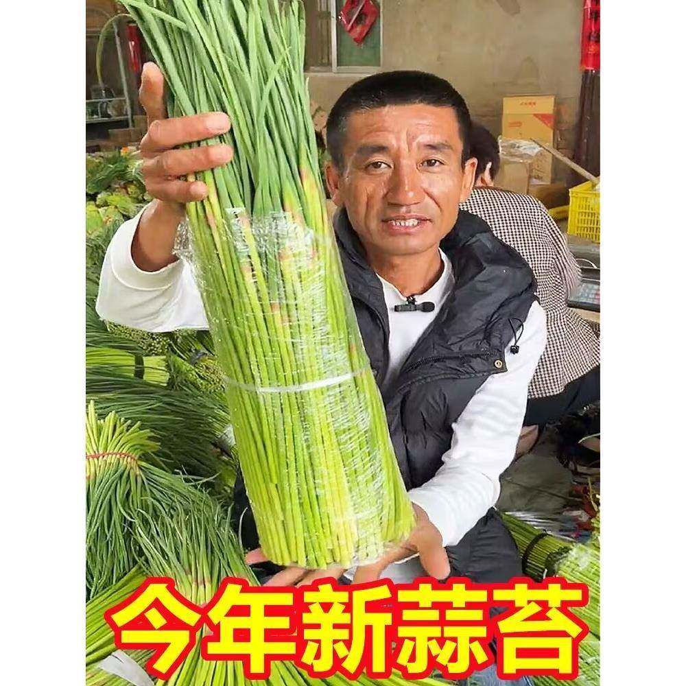 2025年新鲜蒜苔5斤当季青蒜苗，农家自种短红帽蒜台怎么选？-新鲜蒜苔-淘宝百科网