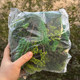 70 Pieces/Pack Architectural Sand Table Model Tree Set DIY Handmade Materials Finished Green Tree Scene Landscaping Plastic Trees