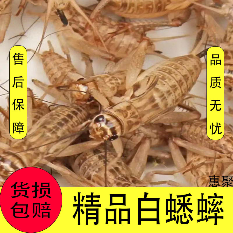 蟋蟀盆/蛐蛐罐蟋蟀蛉房蛐蛐过笼：蟋蟀爱好者的终极装备！带你领略斗虫