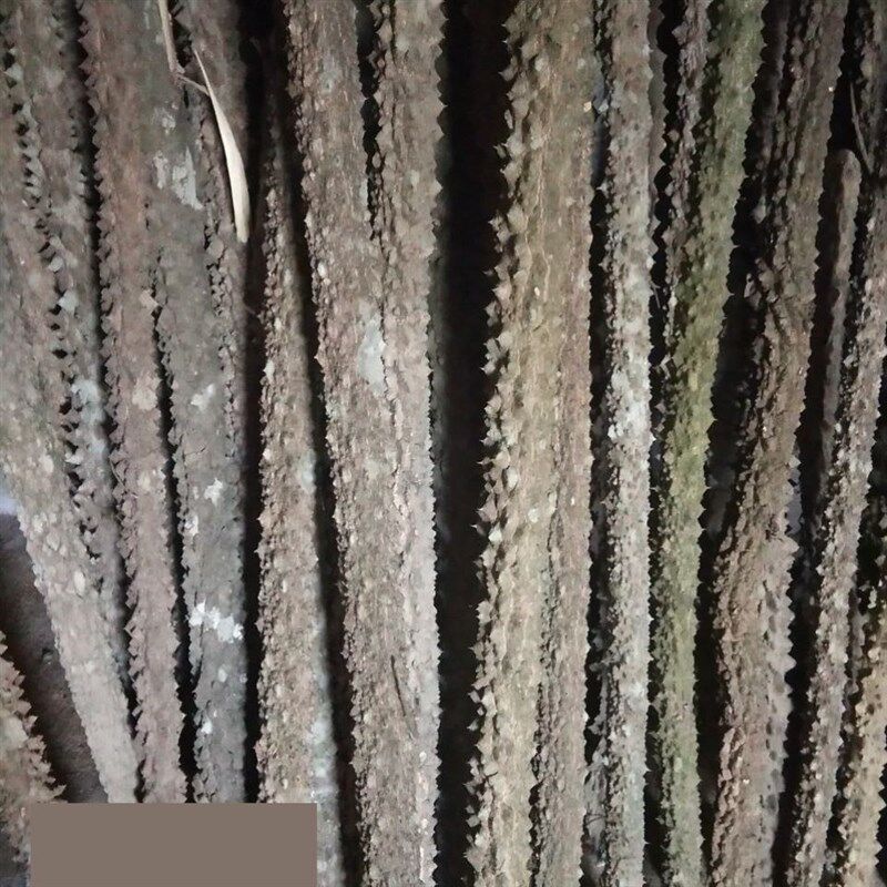 🌿探索自然之美，享受健康新体验 | 花椒木手棍 🧸-太极棍-淘宝好物网
