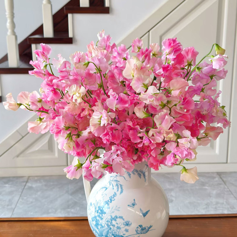 Fragrant Pea Flowers Indoor Hydroponic Home Flower Arrangement Wedding Bouquet Direct Delivery from Yunnan Base Via Sf Express