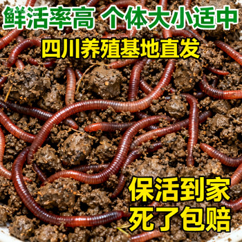 Live red earthworm live bait wild fishing box