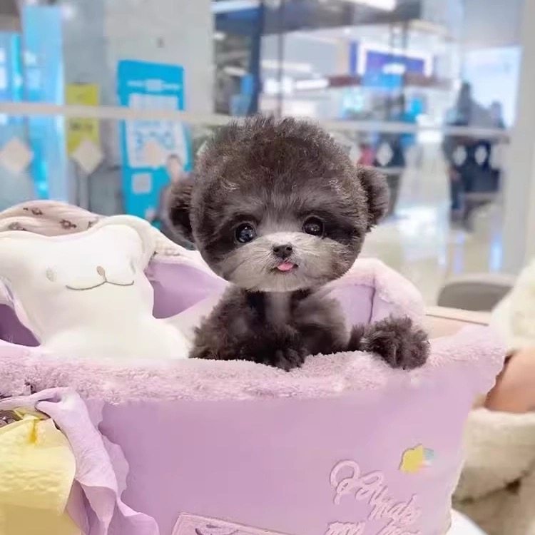 🐶 宠物首选:纯种灰泰迪幼犬小体飞耳香槟色泰迪犬 🐶-狗狗-淘宝好物网