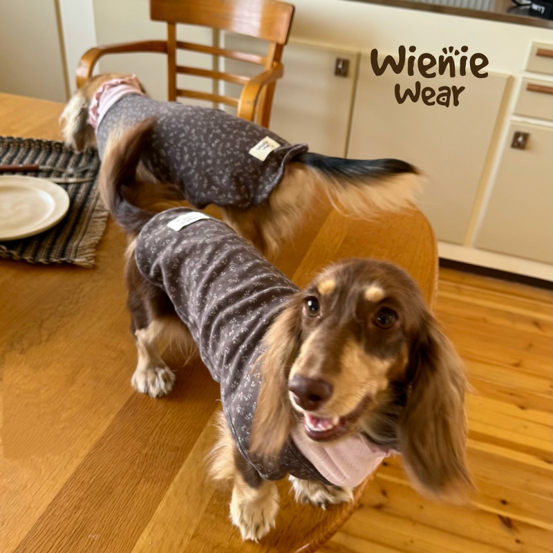 Wienie Wear Small Floral Lace Pure Cotton Comfortable Dachshund Clothes Vest Dog Clothes Cute