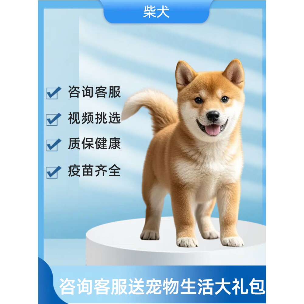 🐾 宠物爱好者的梦想伙伴🐶 | 米白色日本柴犬幼犬-狗狗-淘宝好物网