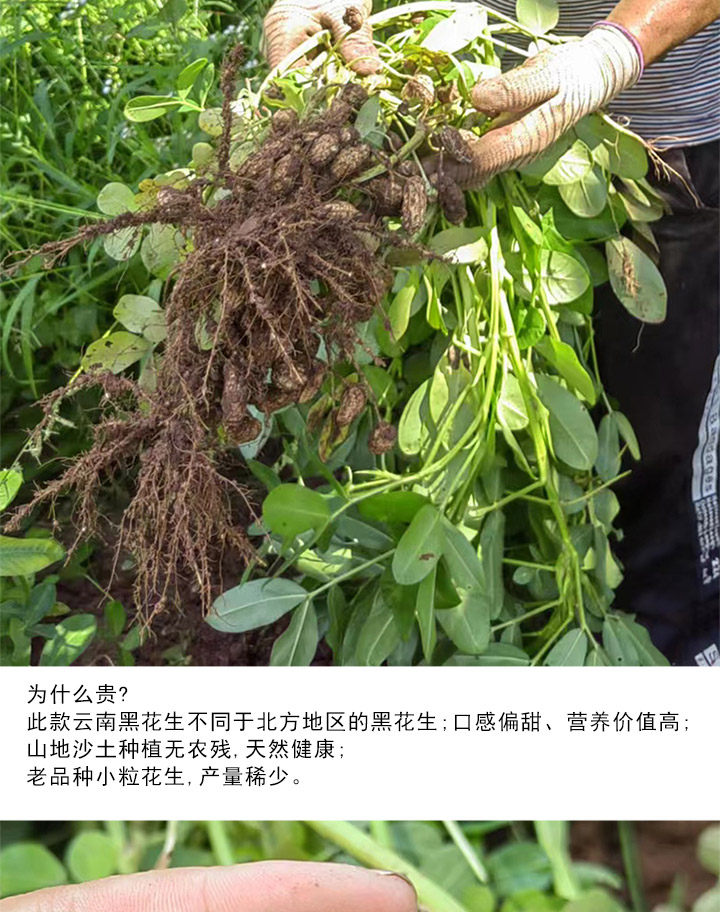 Yunnan Selenium Rich Black Peanut In Shell Raw Roasted Snack 250g specifications