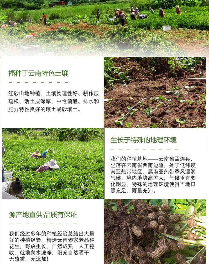 Yunnan Selenium Rich Black Peanut In Shell Raw Roasted Snack 250g key features