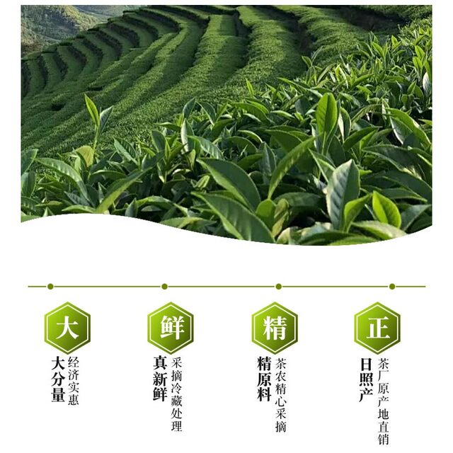 25-Year Spring Tea Gift Box Set, Rizhao Green Tea, Exquisite Gift Box Set of Field-Grown Tea, High Fragrance and Strong Flavor