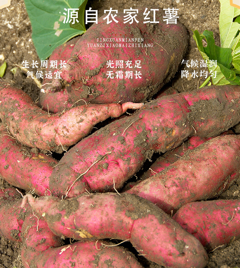 安享好物 安享B级红薯淀粉-熊林语红薯淀粉 企标 