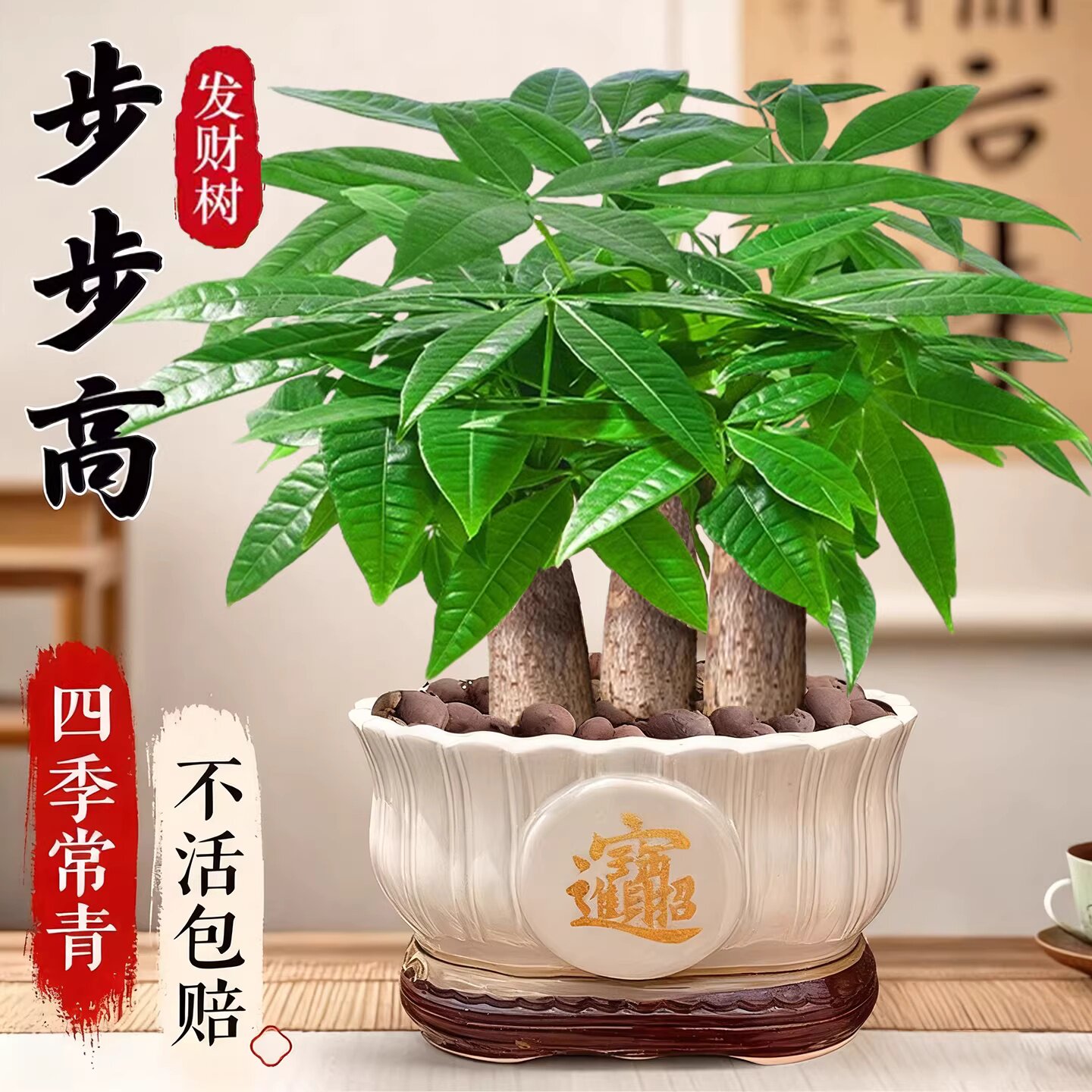 三杆发财树小盆栽客厅旺宅植物办公室内桌面四季水培树苗老桩盆景