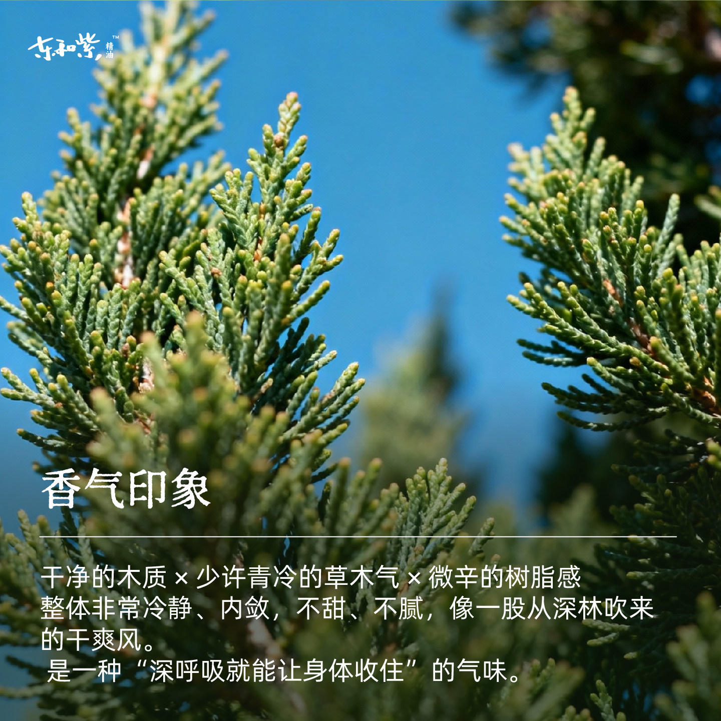 丝柏精油：用意大利的自然力量重塑你的空间氛围_单方精油_淘宝美妆网
