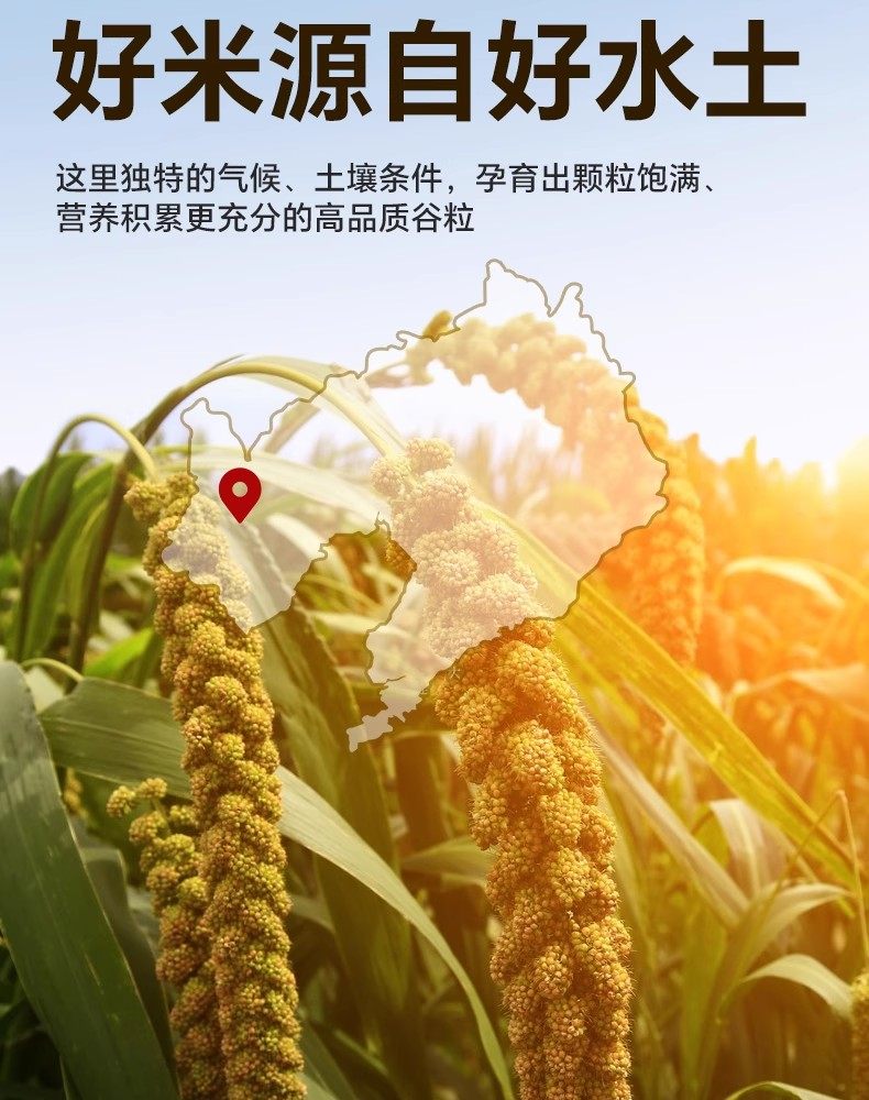 安享好物 安享A级小米-邹有才胚芽小米 企标 