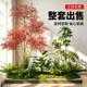 Artificial Green Plant Landscaping Combination for Window Decoration, Fake Plant Landscape for Garden Arrangement, Entrance Hall Interior Ambiance Tree