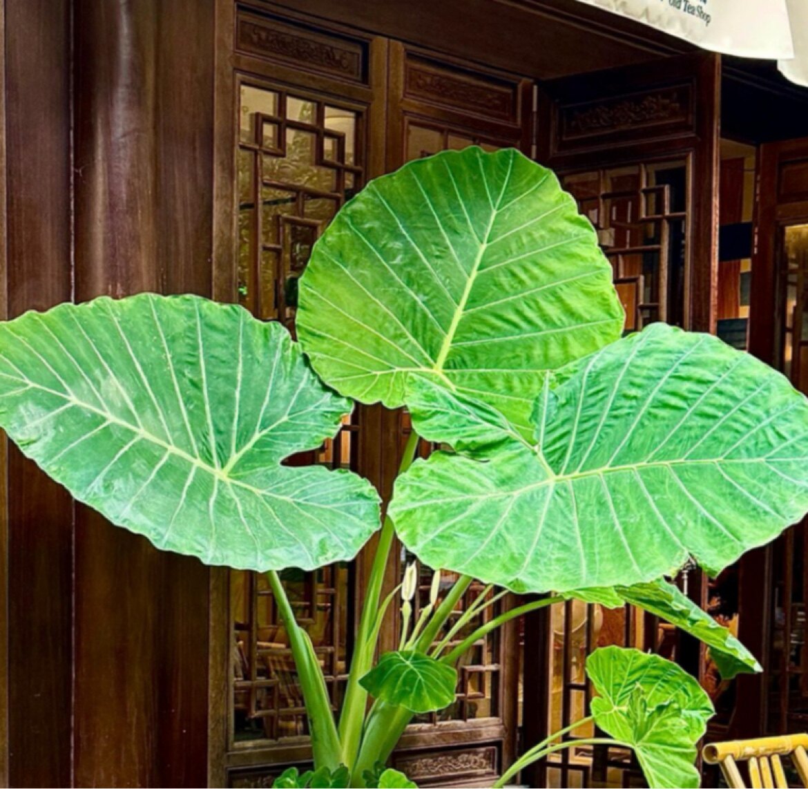 象耳芋批发直供中心