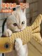 Catnip Cat Toy Fish for Kittens and Young Cats, Self-Entertainment, Boredom Relief, Cat Chewing, Teeth Grinding, Teeth Cleaning, Energy-Consuming, Cat Supplies
