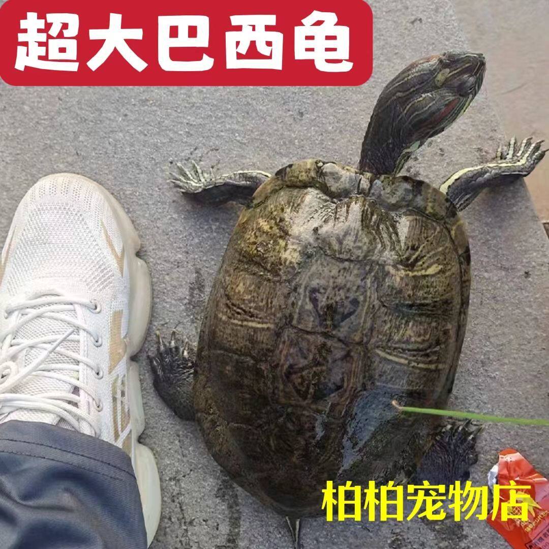龟界的“明星”：下蛋龟巴西龟大龟特大活物观赏龟 🐢 -龟-淘宝好物网