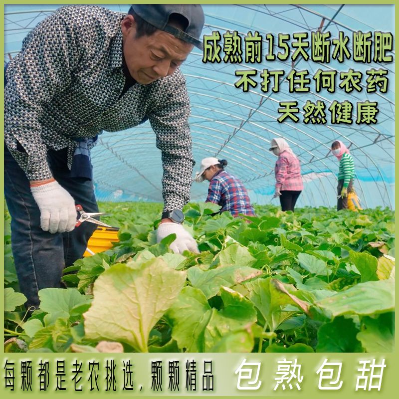 东北家乡情水果原产地的LOGO
