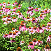 Pinecone chrysanthemum seeds Four seasons seed flowering easy-to-live Pinecone seeds Perennial flower seed seed dormant garden Outdoor