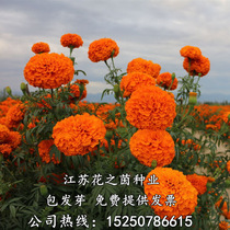 Bright yellow marigold seeds Mixed color four seasons easy-to-live flower seeds Stinky chrysanthemum seeds purple courtyard outdoor flower seeds