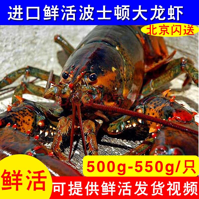 Beijing flashes 500-550g Canada imports Boston lobster alive Australia lobster Boron Macron