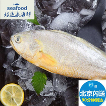 1.7-2 kg 1 Beijing full amount of flash yellow croaker chilled and steamed delicious