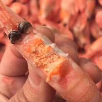 2KG 70-90 Polar Bear Brand Head Seed Sweet Shrimp Canada Imported Arctic Sweet Shrimp 4 kg Pack