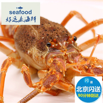 Beijing flash delivery 5 two fresh South African lobster boy Ao Long Zi Small Ao Long South African lobster full