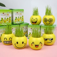 Растения в горшках 20 растений